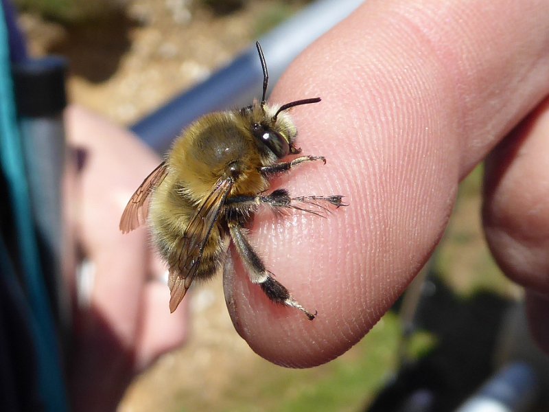 An Introduction to Bees